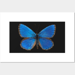 Special Blue Butterfly | Entomology Lover Posters and Art